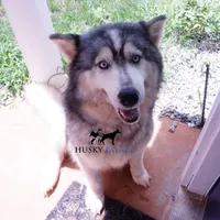 AKC Spayed Trained - Kashtin, a female Siberian Husky for sale in Anderson, SC – Photo 3 of 10