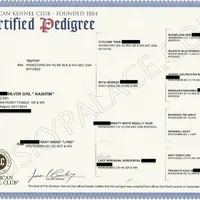 AKC Spayed Trained - Kashtin, a female Siberian Husky for sale in Anderson, SC – Photo 8 of 10