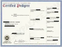 AKC Spayed Trained - Kashtin, a female Siberian Husky for sale in Anderson, SC – Photo 8 of 10