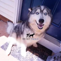 AKC Spayed Trained - Kashtin, a female Siberian Husky for sale in Anderson, SC – Photo 2 of 10