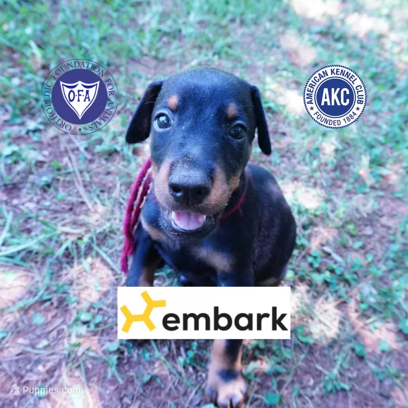 AKC Euro OFA & Embark - Hakoda – Doberman Pinscher puppy for sale in Anderson, SC