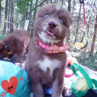 AKC Solid Brown OFA, a female Siberian Husky for sale in Anderson, SC – Photo 4 of 10