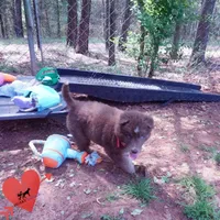 AKC Solid Brown OFA, a female Siberian Husky for sale in Anderson, SC – Photo 8 of 10