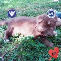 AKC Solid Brown OFA, a female Siberian Husky for sale in Anderson, SC – Photo 1 of 10