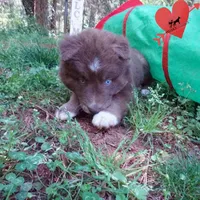 AKC Solid Brown OFA, a female Siberian Husky for sale in Anderson, SC – Photo 6 of 10