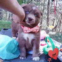 AKC Solid Brown OFA, a female Siberian Husky for sale in Anderson, SC – Photo 2 of 10