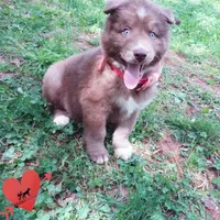 AKC Solid Brown OFA, a female Siberian Husky for sale in Anderson, SC – Photo 5 of 10