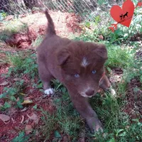 AKC Solid Brown OFA, a female Siberian Husky for sale in Anderson, SC – Photo 7 of 10