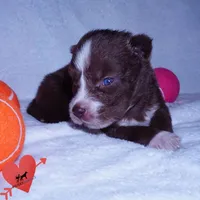 AKC Brown/white OFA, a female Siberian Husky for sale in Anderson, SC – 6 of 10