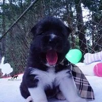 AKC Agouti OFA & Embark, a male Siberian Husky for sale in Anderson, SC – 6 of 10