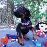 Ears Cropped, a female Doberman Pinscher for sale in Anderson, SC – 8 of 10