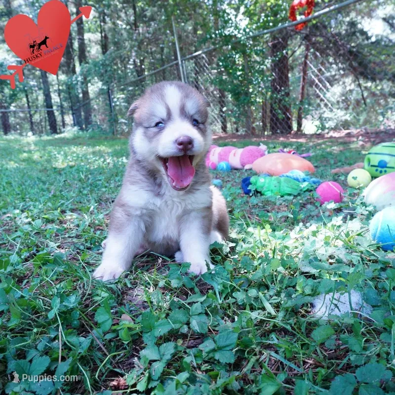 OFA & Embark - Carrot – Siberian Husky puppy for sale in Anderson, SC