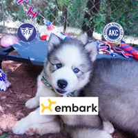 AKC OFA & Embark Parents, a male Siberian Husky for sale in Anderson, SC – 1 of 10