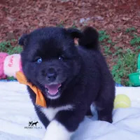 AKC Solid Black OFA & Embark, a female Siberian Husky for sale in Anderson, SC – 7 of 10