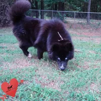 AKC OFA Solid Black - Raven, a female Siberian Husky for sale in Anderson, SC – 2 of 10