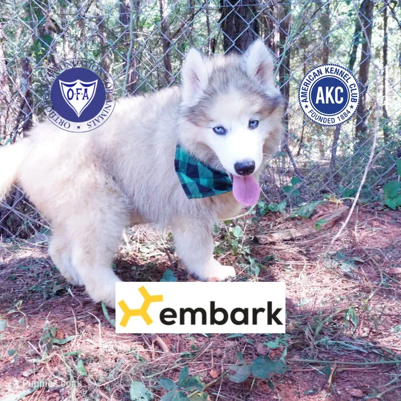 OFA & Embark Tested Parents – Siberian Husky puppy for sale in Anderson, SC