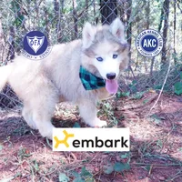 OFA & Embark Tested Parents, a female Siberian Husky for sale in Anderson, SC – 1 of 9