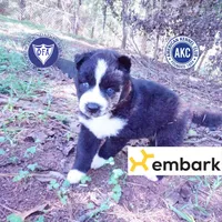 Phoenix - Ready late October, a female Siberian Husky for sale in Anderson, SC – 1 of 10