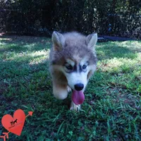 Embark, AKC, & OFA, a female Siberian Husky for sale in Anderson, SC – 9 of 10
