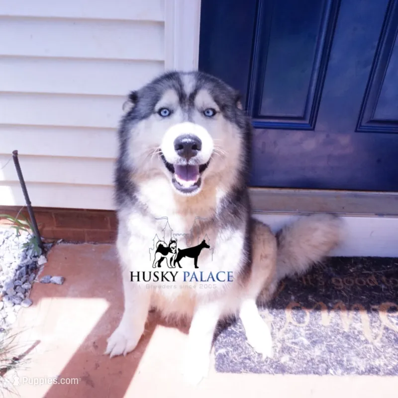 AKC Spayed Trained - Kashtin