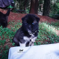 AKC Agouti OFA & Embark, a male Siberian Husky for sale in Anderson, SC – 8 of 10