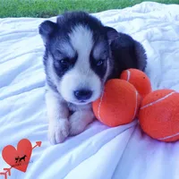 Black/white AKC OFA Embark - Azteca, a male Siberian Husky for sale in Anderson, SC – 2 of 10