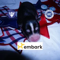 OFA & Embark Tested - Luffy, a male Siberian Husky for sale in Anderson, SC – 1 of 10