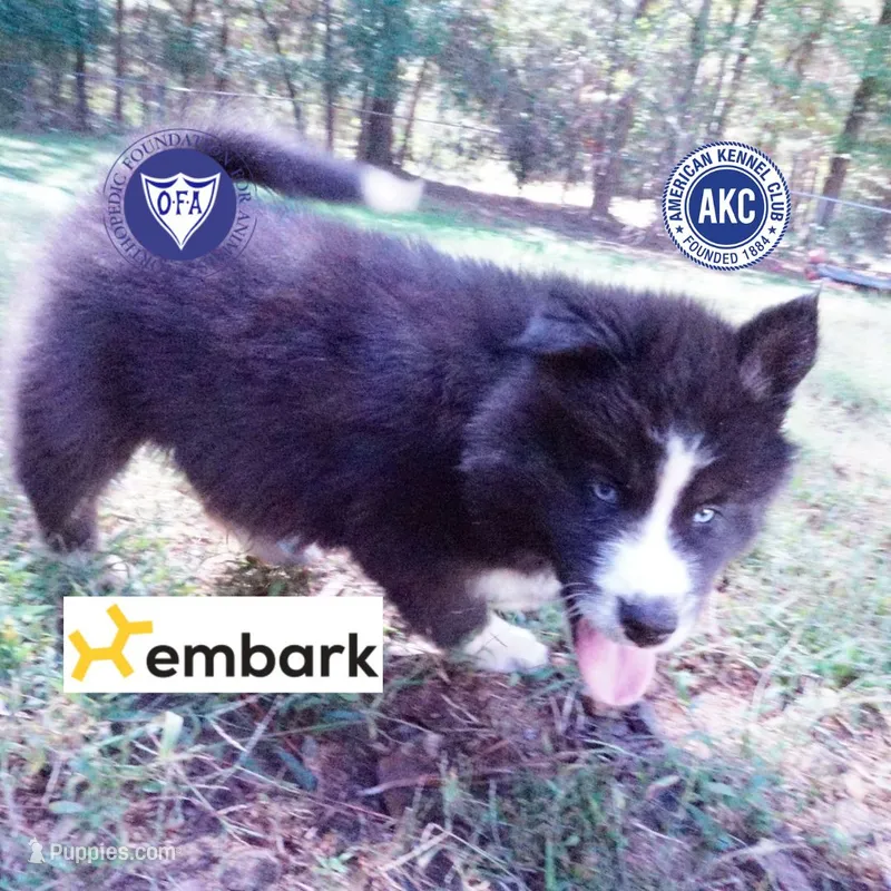 Iceman - Black/white – Siberian Husky puppy for sale in Anderson, SC