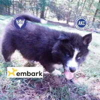 Iceman - Black/white, a male Siberian Husky for sale in Anderson, SC – 1 of 10