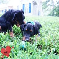 AKC Euro OFA & Embark - Sokka, a male Doberman Pinscher for sale in Anderson, SC – 2 of 10