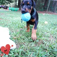 AKC Euro OFA & Embark - Hahn, a male Doberman Pinscher for sale in Anderson, SC – 9 of 10