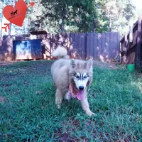 Embark, AKC, & OFA, a female Siberian Husky for sale in Anderson, SC – 4 of 8