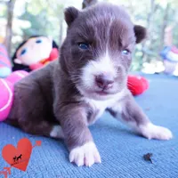 Solid Brown Embark OFA AKC - Nami, a female Siberian Husky for sale in Anderson, SC – 2 of 10