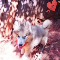 OFA & Embark Tested Parents, a female Siberian Husky for sale in Anderson, SC – 5 of 10