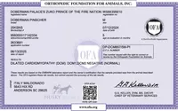 Ear cropped AKC Euro OFA & Embark, a male Doberman Pinscher for sale in Anderson, SC – 8 of 10