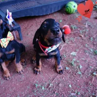 AKC Euro OFA & Embark - Hakoda, a male Doberman Pinscher for sale in Anderson, SC – 4 of 10