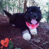 AKC Black/white OFA & Embark, a female Siberian Husky for sale in Anderson, SC – 6 of 10