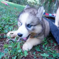 OFA & Embark Tested Parents, a female Siberian Husky for sale in Anderson, SC – 6 of 10