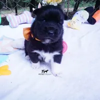 AKC Solid Black OFA & Embark, a female Siberian Husky for sale in Anderson, SC – 5 of 10