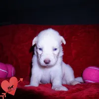 Solid White Female AKC OFA, a female Siberian Husky for sale in Anderson, SC – 4 of 10