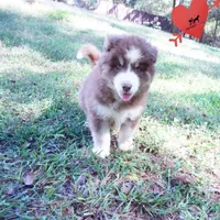 AKC & OFA Poseidon, a male Siberian Husky for sale in Anderson, SC – 8 of 10