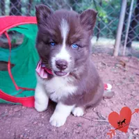 Embark & OFA Tested Parents, a male Siberian Husky for sale in Anderson, SC – 6 of 10