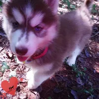 Red/white Ready Soon!, a female Siberian Husky for sale in Anderson, SC – 2 of 10