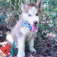 AKC OFA Red/white, a male Siberian Husky for sale in Anderson, SC – 2 of 10