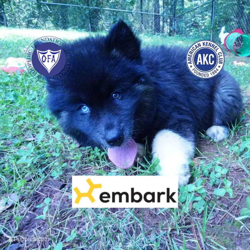 AKC Black/white OFA & Embark – Siberian Husky puppy for sale in Anderson, SC