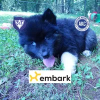 AKC Black/white OFA & Embark, a female Siberian Husky for sale in Anderson, SC – 1 of 10