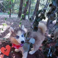 OFA & Embark Tested Parents, a female Siberian Husky for sale in Anderson, SC – 6 of 10