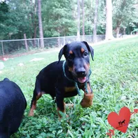 AKC Euro OFA & Embark - Hahn, a male Doberman Pinscher for sale in Anderson, SC – 2 of 10
