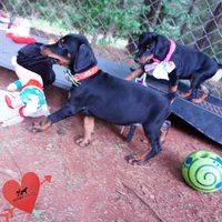 100% European, a  Doberman Pinscher for sale in Anderson, SC – 2 of 10