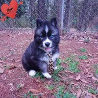 AKC Agouti, a female Siberian Husky for sale in Anderson, SC – Photo 6 of 10